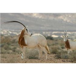 Texas Three Day Exotic Hunt for One