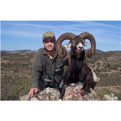 Four Day Mouflon Sheep Hunt in Spain