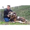 Image 2 : Four Day Mouflon Sheep Hunt in Spain