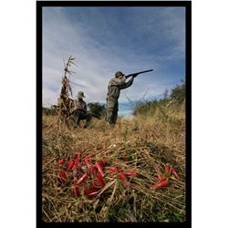 Argentina 3-Day Dove Hunt for Four Hunters