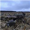 Image 3 : 1 Day duck/goose hunt in  Manitoba for 3 hunters
