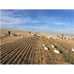 3 DAY Alberta Duck and  Goose Hunt for 6