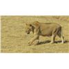 Image 14 : 14 Day South African  Lioness Hunt