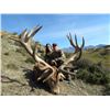 Image 3 : Five Day 1x1 Reg Stag Hunt in  New Zealand