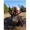 Image 2 : 5 day Oklahoma Mid-Western  Whitetail Hunt for 1