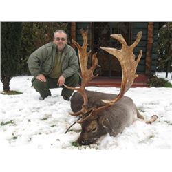 Fallow Deer hunt in Serbia  for 2 Hunters