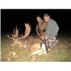 Image 6 : Fallow Deer hunt in Serbia  for 2 Hunters
