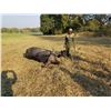 Image 6 : 10 Day Cape Buffalo  Hunt in Mozambique  For 1 hunter in 2020