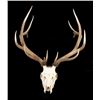 Image 1 : Large Montana 6x6 European Bull Elk Mount