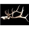 Image 2 : Large Montana 6x6 European Bull Elk Mount
