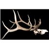 Image 3 : Large Montana 6x6 European Bull Elk Mount