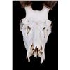 Image 4 : Large Montana 6x6 European Bull Elk Mount