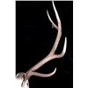 Image 5 : Large Montana 6x6 European Bull Elk Mount