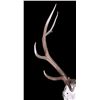 Image 6 : Large Montana 6x6 European Bull Elk Mount
