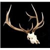Image 7 : Large Montana 6x6 European Bull Elk Mount