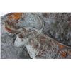 Image 12 : Early Longhorn Cattle High-Relief Pottery Bowl