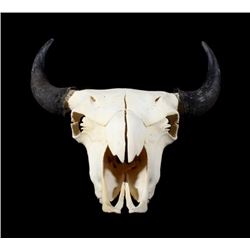 Great American Montana Trophy Buffalo Skull