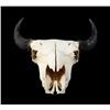 Image 1 : Great American Montana Trophy Buffalo Skull