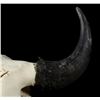 Image 2 : Great American Montana Trophy Buffalo Skull