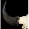 Image 3 : Great American Montana Trophy Buffalo Skull