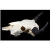 Image 4 : Great American Montana Trophy Buffalo Skull