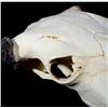 Image 6 : Great American Montana Trophy Buffalo Skull