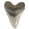 Image 1 : Megalodon (huge shark) tooth, Miocene era (approx. 2.6 to 15 million years old), found in the Hawtho