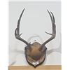 Image 1 : DEER ANTLER MOUNT