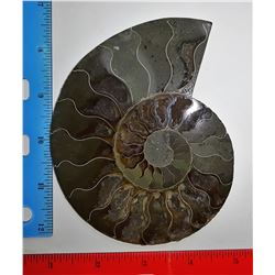 19 - HUGE NATURAL AMMONITE FOSSIL