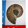 Image 2 : 19 - HUGE NATURAL AMMONITE FOSSIL