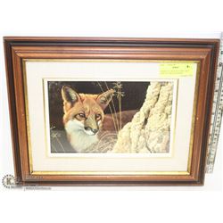FRAMED "CURIOUS GLANCE-RED FOX" PICTURE BY ROBERT