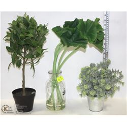 3 ORNAMENTAL PLANTS/TREES - OUT OF THE SHOWHOME