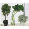 Image 1 : 3 ORNAMENTAL PLANTS/TREES - OUT OF THE SHOWHOME