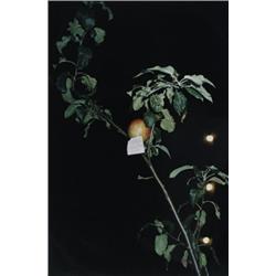 WOLFGANG TILLMANS (b. 1968) PLEASE LEAVE T...