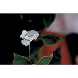 MARGOT KNIGHT (b. 1973) UNTITLED (vsf3) si...