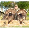 Image 2 : Texas Rio Grande Turkey Hunt for 2 Hunters