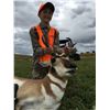 Image 1 : Colorado Pronghorn Hunt for 1 Hunter