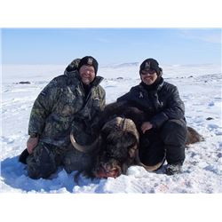 6 Day All Inclusive Barren Ground Muskox Hunt in Nunavut Territory for 1 Hunter