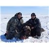 Image 1 : 6 Day All Inclusive Barren Ground Muskox Hunt in Nunavut Territory for 1 Hunter