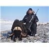 Image 2 : 6 Day All Inclusive Barren Ground Muskox Hunt in Nunavut Territory for 1 Hunter