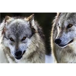5 Day British Columbia Wolf Hunt