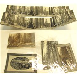 Big Trees Post Cards (10)