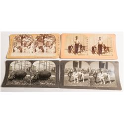 Animal & Pet Stereoviews