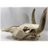 Image 1 : Buried Alive (2007) -  Cow Skull Set Dress Prop