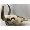 Image 2 : Buried Alive (2007) -  Cow Skull Set Dress Prop