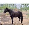 Image 1 : Tennesse Walker Horse, Broke, Award Winning in Western Dressage