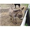 Image 2 : John Donkey