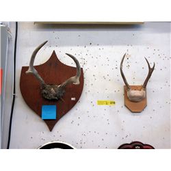 2 Sets of Mounted Mule Deer Antlers