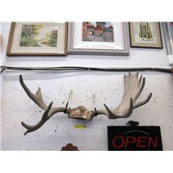 40  Wide Moose Antlers