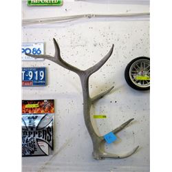 42" Elk Antler